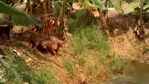 Doggos enjoying a swim in a pond