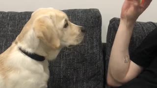 Magic Trick Confuses Puppy