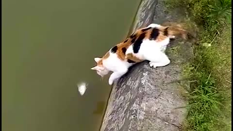 🐈fish hunting #catfishing | By Trout fishing #Trendyanimals