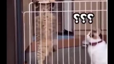 Cute and Funny Cats and Dogs Acts 2022 Funny Compilation