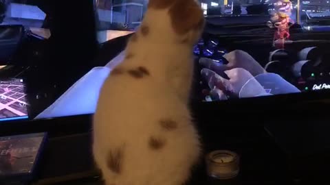 White cat sits in front of car driving video game looks like driving