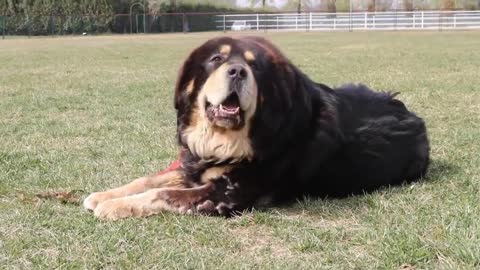 The 8 Most Strongest Dangerous and Fearless Dog Breeds In Hindi/Urdu | Largest Dog. Breeds