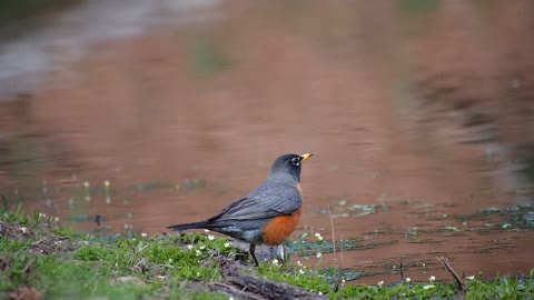 Beautiful bird standing on the edge of a river and drinking