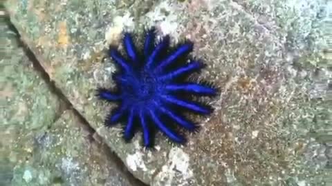 Starfish that lives in the Pacific Ocean.