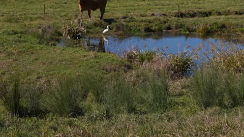 Cow eating grass in the field