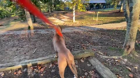 Doberman Attacks Pitbull (Dog Park Chronicle)...