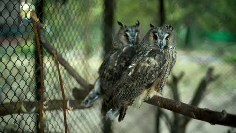 Couple of owls in a cage at the zoo -With beautiful music