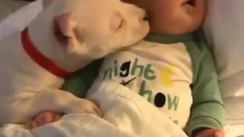 Awesome dog loving on sleeping baby!