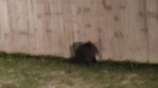 Three Tiny Cubs Trying to Climb Fence Back to Mama