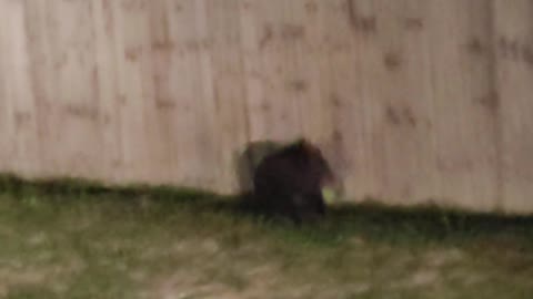 Three Tiny Cubs Trying to Climb Fence Back to Mama