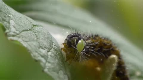 Wasp Breeding - 2