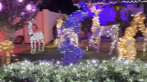 Siblings visited to see a christmas lights on christmas night