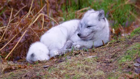 Arctic fox lies and rests at forest floor in the late fall