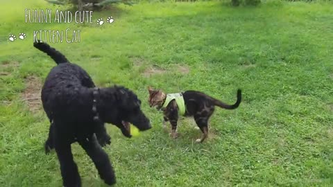 Adorable Dogs and Cats Playing together while fighting