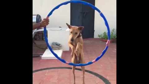 Kid training his dog to jump hula hoop