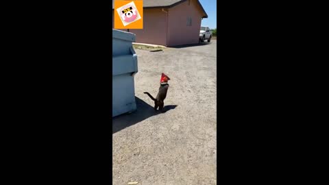 This Cat [Very Difficult Situations]