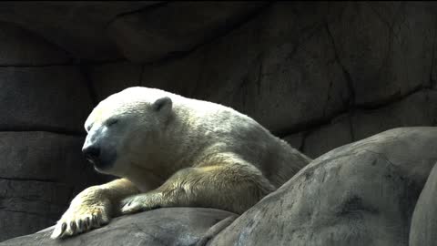 Icebear Weary Sleep Zoo White Portrait Dormant