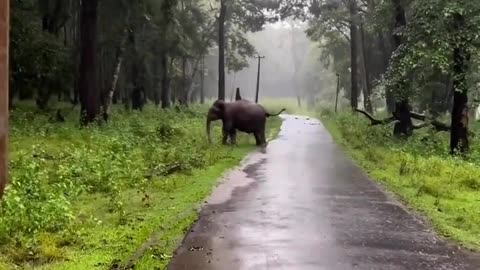 Exploring the Enchanting Forests: A Journey into Nature's Splendor