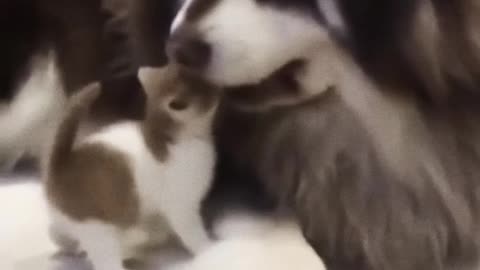 Dog gives cat best friend a loving bath