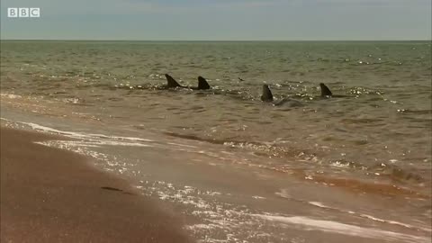 Dolphins Fishing on Land | BBC Earth