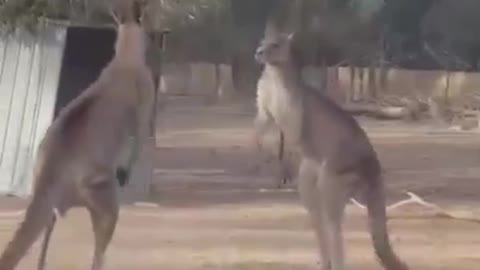 Kangaroo Fight