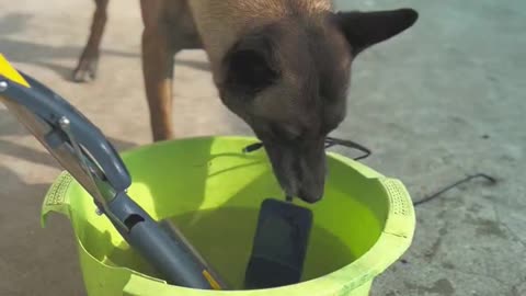 A Dog save Children from phone blast