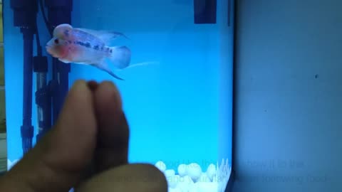 How to train fish