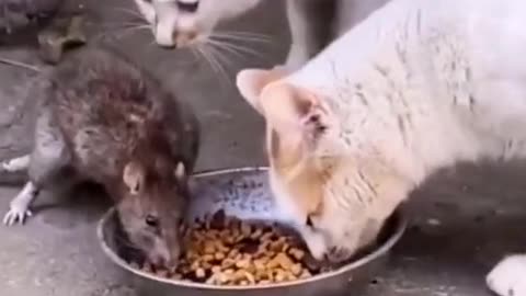 Cat eating mouse is completely changed by human. Today's cats are lazy habits