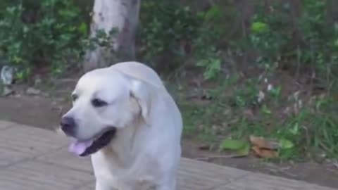 Clever Dog Save Blind Man Life