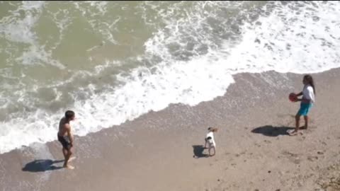 Dogs are playing ball at sea Beach|| beautiful Dog's playing video