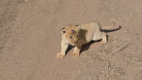 Baby Lion Try To Talk with Her Mom [REALLY CUTE AUDIO]