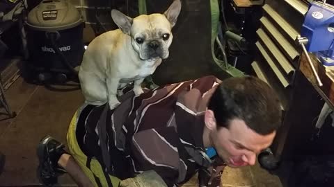 Frenchie Rides Man In Shed