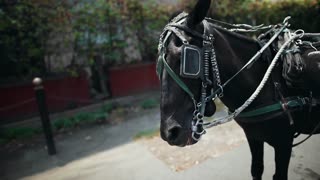 Black Mania Horse In Sunshine Day