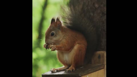 A cute little squirrel is looking for food, very cute, do you like it