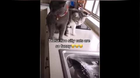 A funny fish that attacks two cats cuter than her