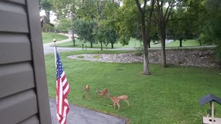 Todd Malone records Jenn feeding the deer