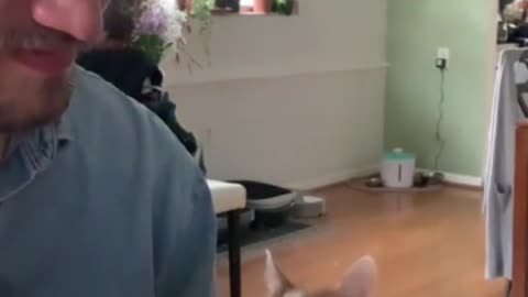 Cat loves owner's piano playing, requests to cuddle with him