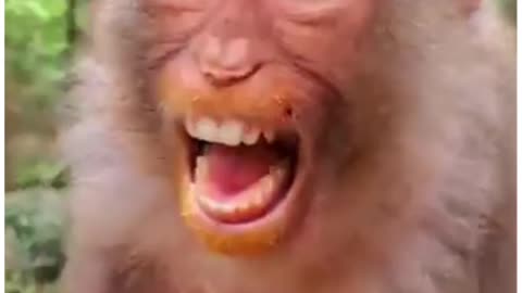 Angry monkey