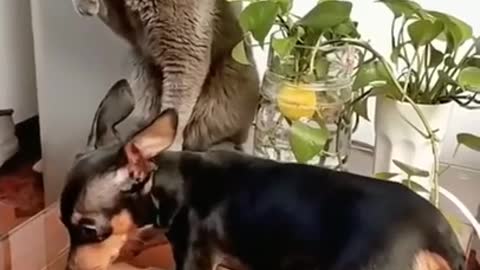 SOO FUNNY - FIGHTING - CAT VS DOG