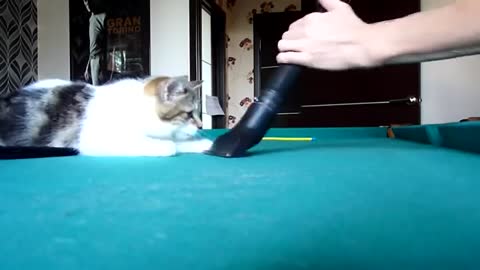 The best funny playing cats and dancing