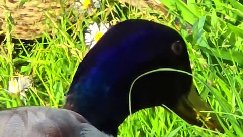 Couple of ducks feeding in close-up / beautiful birds in nature.