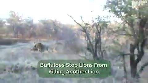 Intense moment two lions attack another male lion, causing an entire herd of buffalo to investigate