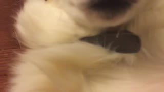 White fluffy dog belly rub