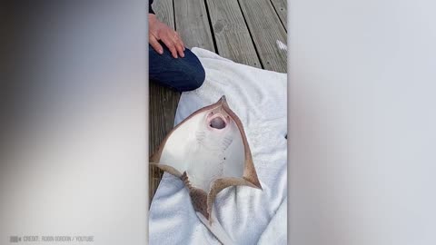 Tickling Stingray - Moments of Animal Genius That Will Amaze You