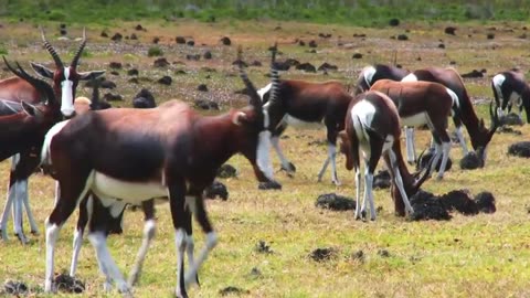 🦓 Africa Safari 4K Amazing Video 🥰 Wildl 🐎🐅Life Of Africa Sawana