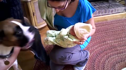 Amazing Dogs Meet Newborn Babies First Time