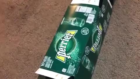 Black cat stuck in perrier sparking water box