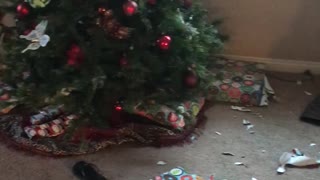 Doggo Rips Open all Presents