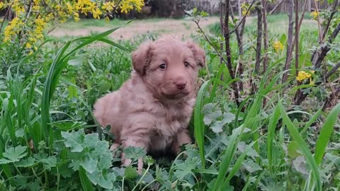 Cute little puppy in the garden