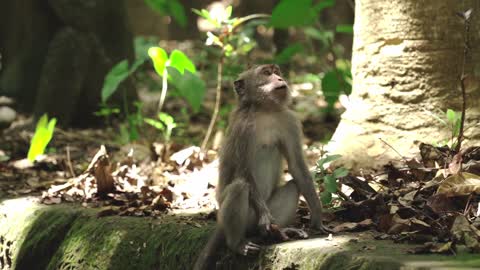 How To Make Fun With Monkeys - Everyday Monkey Funny Videos